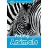 Young Animals (Read and Discover 1)